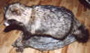 Asien-Marderhund.jpg (108548 Byte)