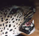 Detail-Leopard.jpg (148264 Byte)